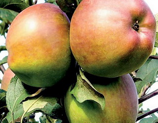 Які сорти яблуні мають комплексну стійкість проти грибних хвороб